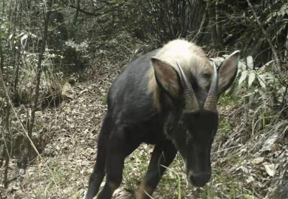 四不像特馬圖今晚必出,平衡執行計劃實(shí)施_ZIX50.918原型版
