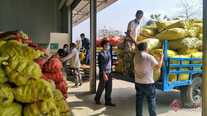 盈江土豆行情動(dòng)態(tài)，種植希望，收獲自信與成就