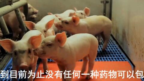 最新母豬保健方案揭秘，提升母豬健康與生產(chǎn)效率的秘訣