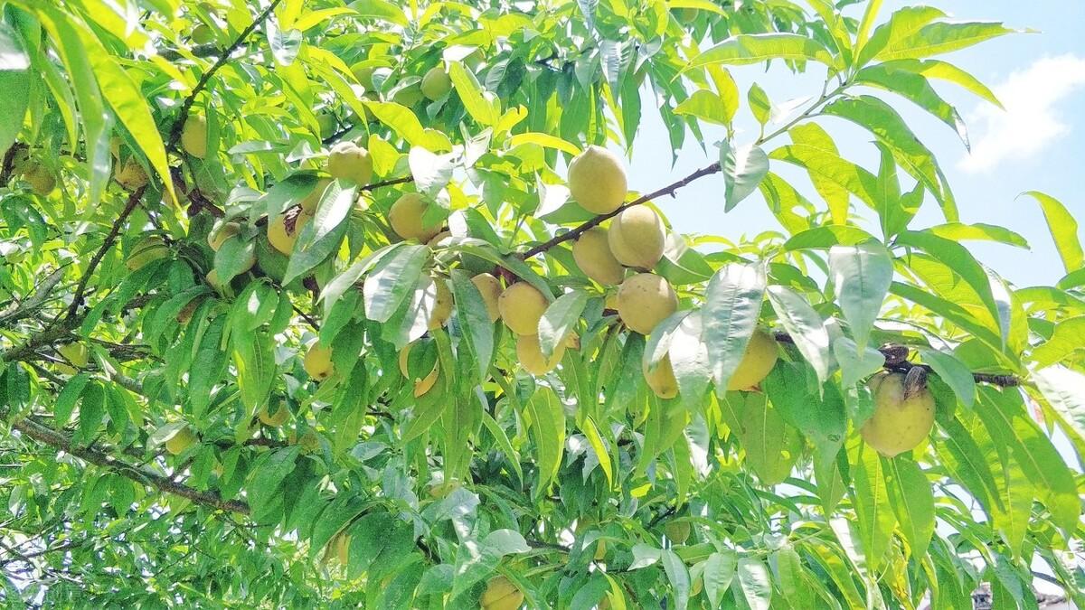 簡(jiǎn)暗最新小說(shuō)揭秘科技新品，智能生活體驗新紀元