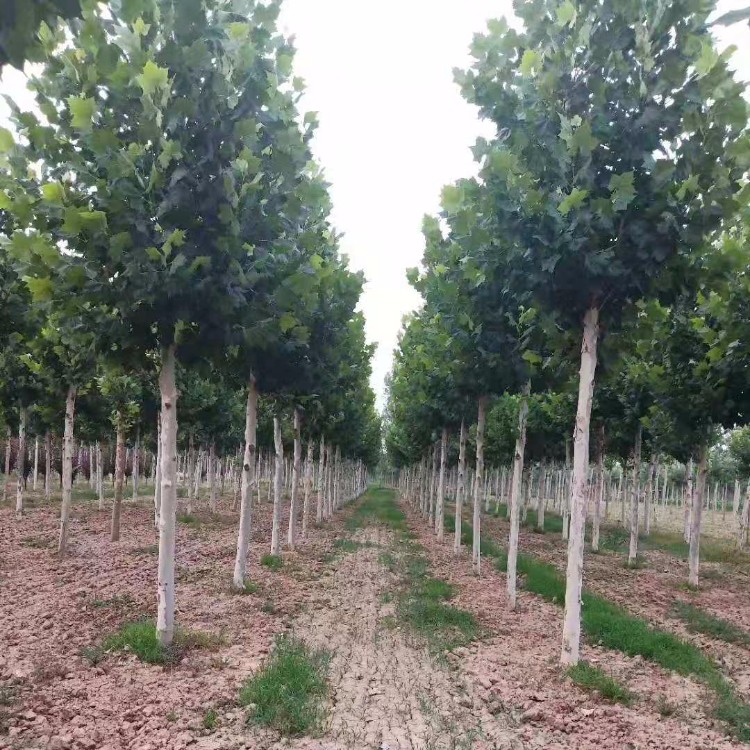 濟寧法桐最新報價(jià)及指南