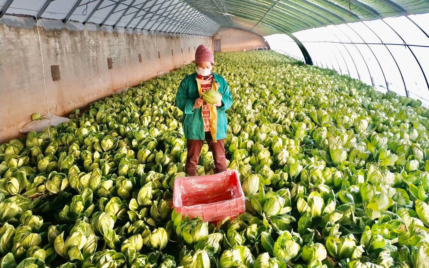 最新特菜品種，家的溫馨故事探索與發(fā)現