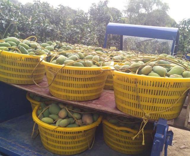 最新芒果品種揭秘，熱帶風(fēng)味的獨特魅力探索