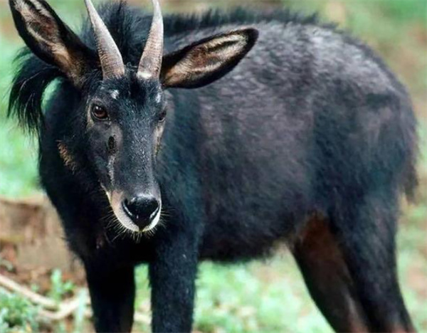 四不像正版資料內部,深度研究解析_BGX27.305多媒體版