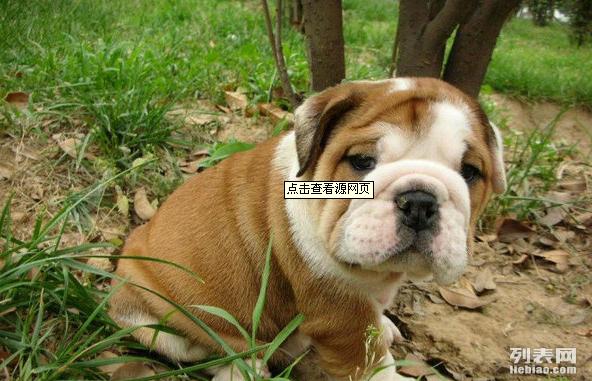 澳門(mén)六狗肖,擔保計劃執行法策略_XMM27.385精致生活版