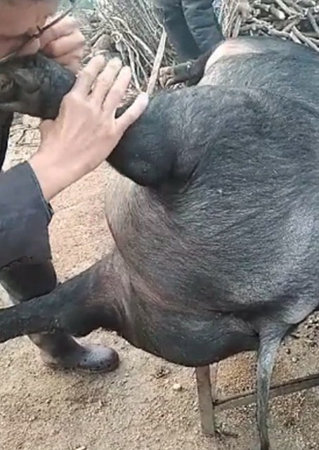 豬圈中的歡樂(lè )時(shí)刻，最新吹豬視頻集錦