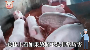 最新閹豬技巧步驟指南，專(zhuān)業(yè)方法與實(shí)用操作指南