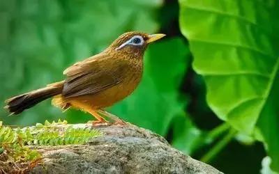 鎮雄房屋最新出售信息，家園變遷與自我成長(cháng)的自信成就