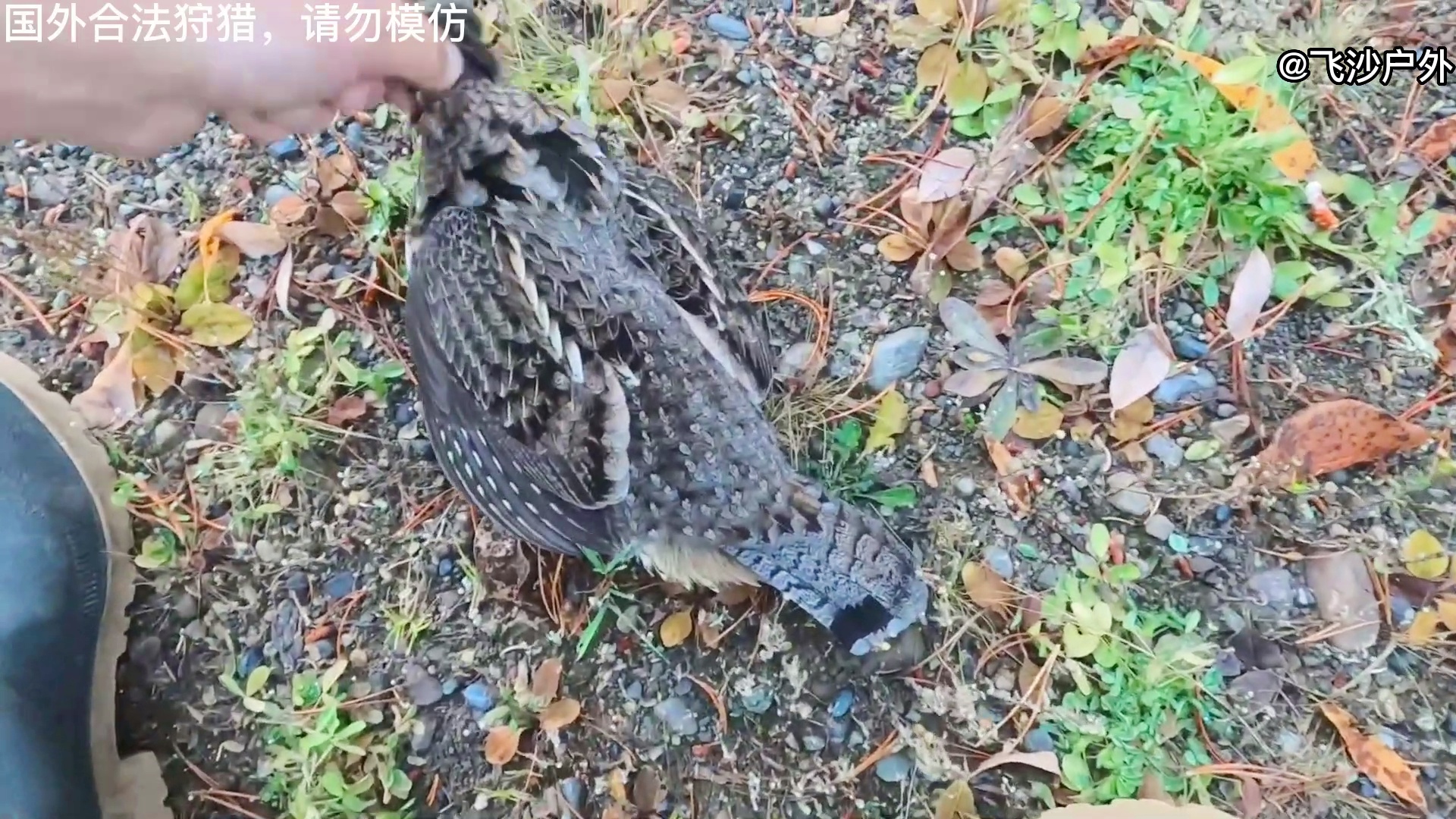 最新國外彈弓圖片集錦，自然美景的探索之旅