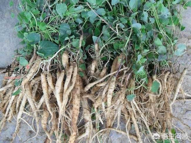 甘肅黨參最新價(jià)格動(dòng)態(tài)，市場(chǎng)走勢與影響因素分析