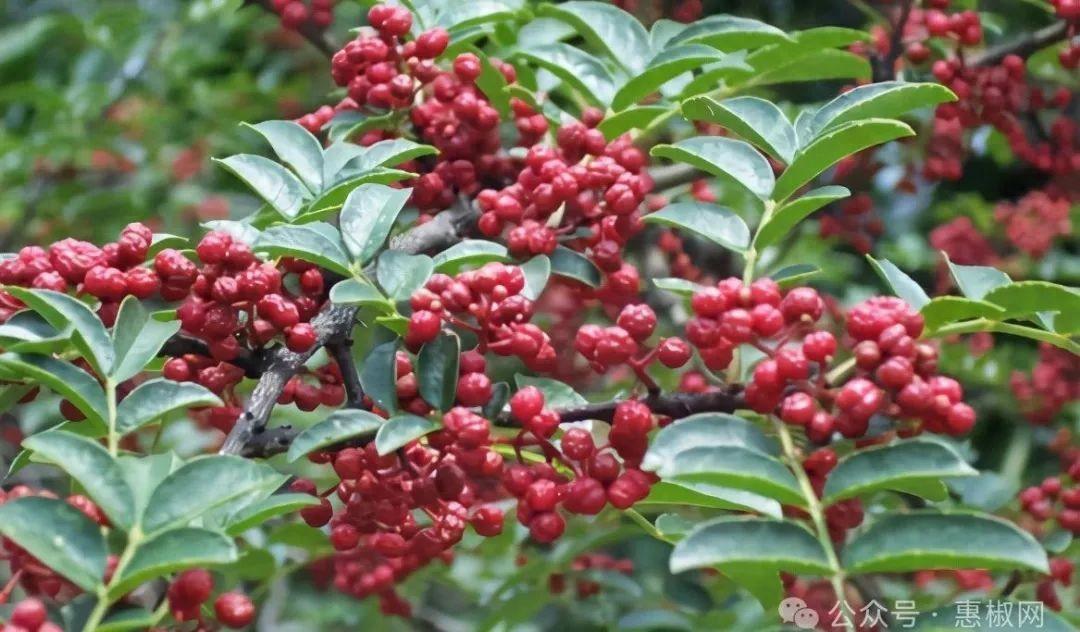 花椒價(jià)格最新行情2024，科技引領(lǐng)，椒香走向未來(lái)