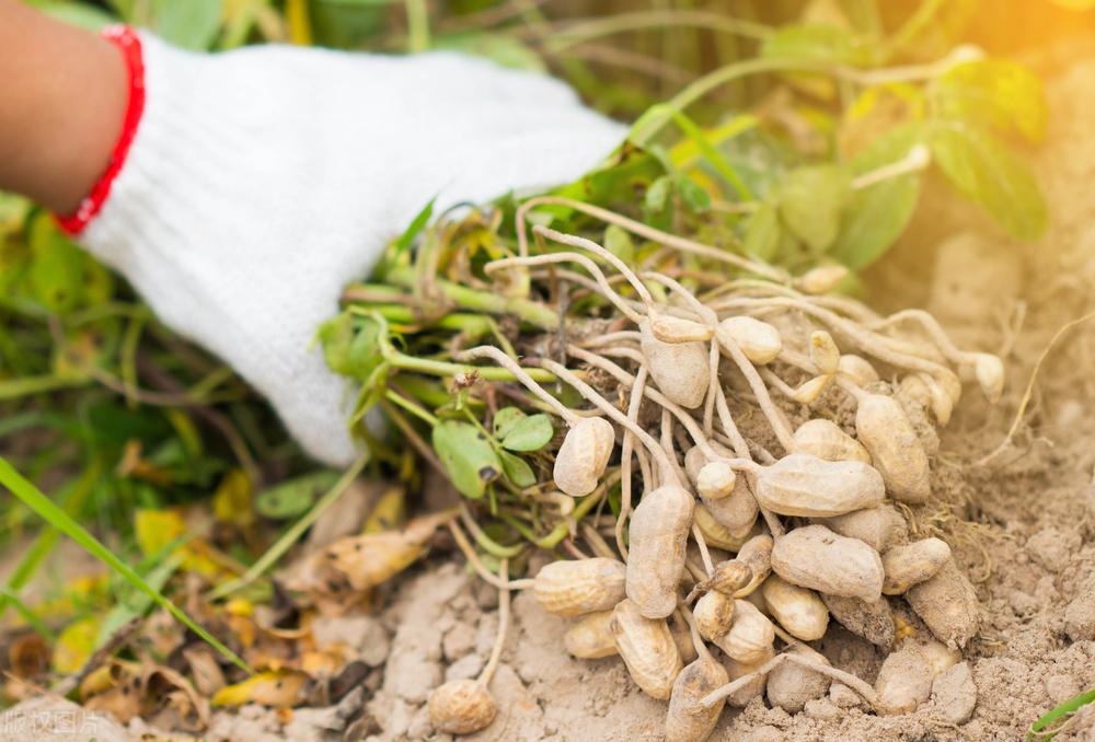 遼寧玉米最新價(jià)格動(dòng)態(tài)，變化中的機遇，學(xué)習成就自信與收獲