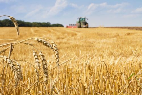 鶴壁小麥最新行情，科技引領(lǐng)農業(yè)新時(shí)代，市場(chǎng)智能體驗新篇章