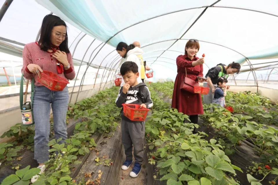 灃西新城馬王發(fā)展雙刃劍效應，最新消息與影響分析