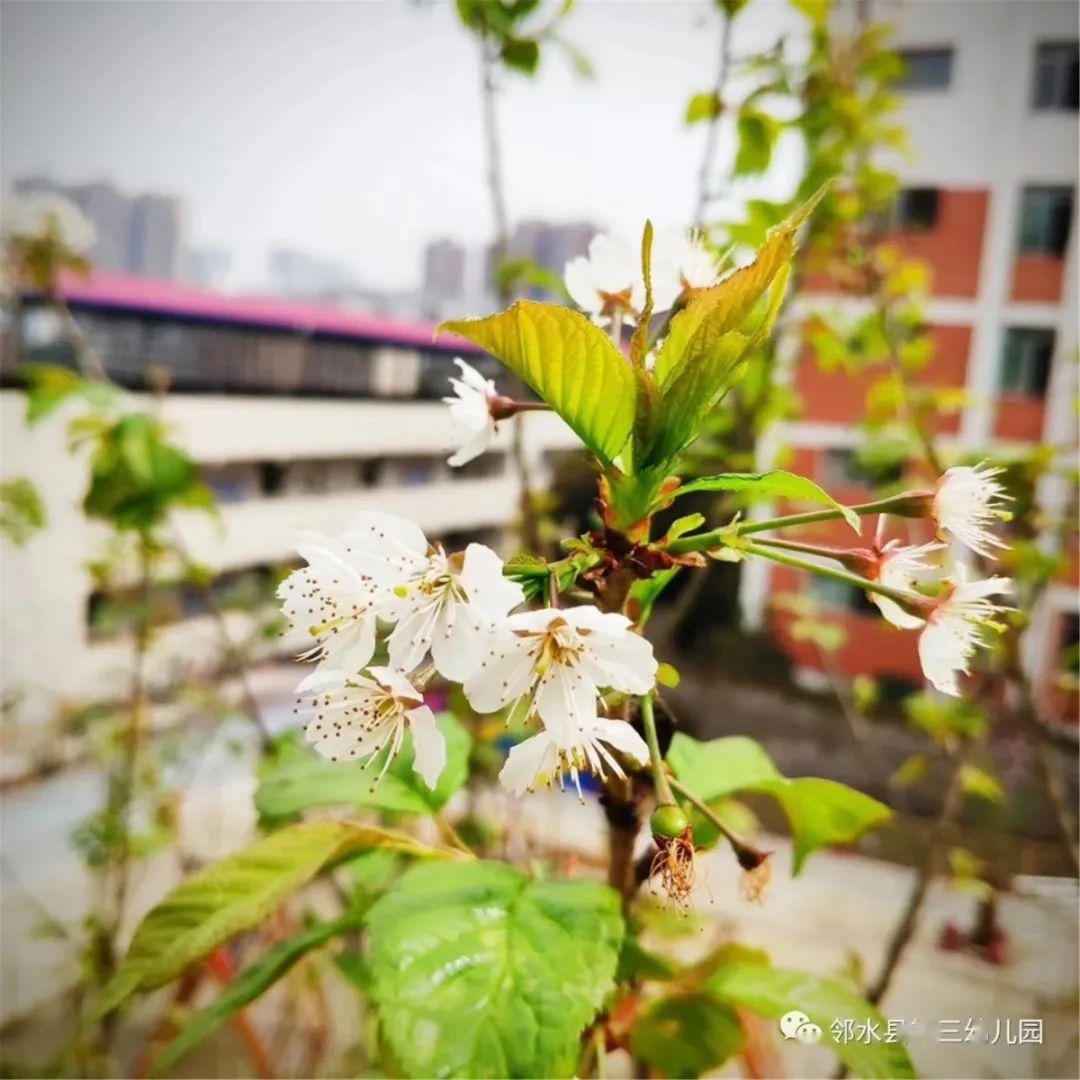 鄰水縣興仁鎮最新動(dòng)態(tài)更新