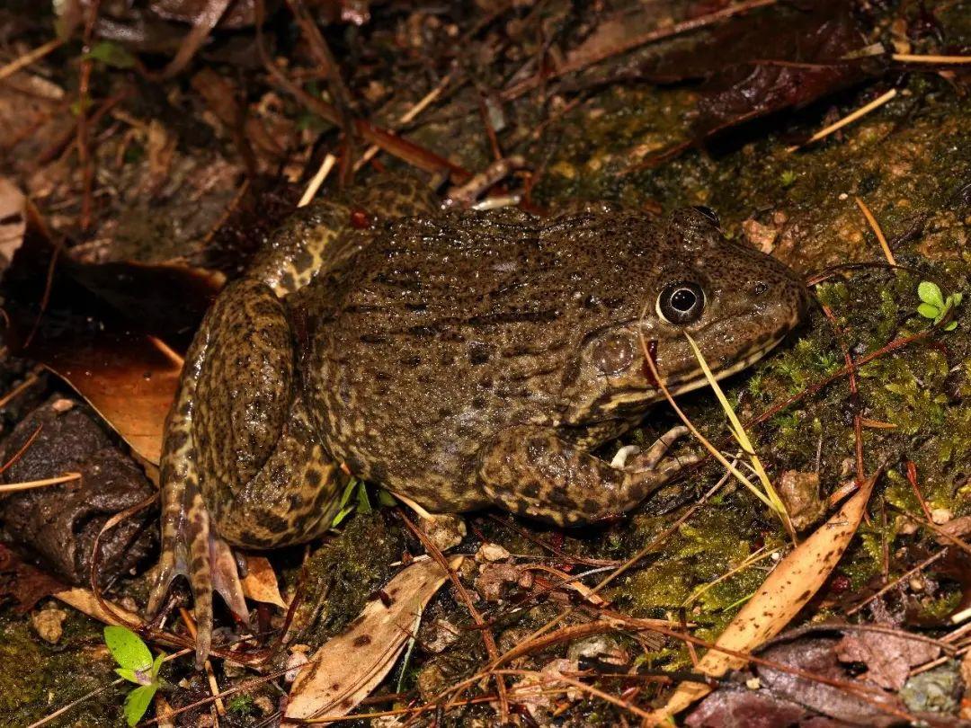 兩棲蛙蛙下載最新版，溫馨的蛙蛙奇遇之旅