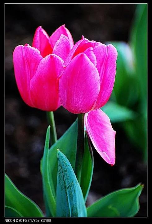 最新郁金香，小巷深處的芬芳馥郁之美