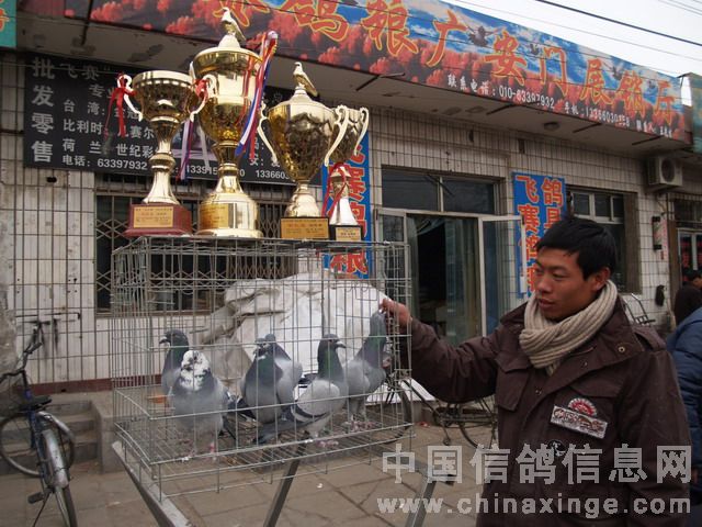 北京鴿市繁榮景象與發(fā)展趨勢揭秘，最新動(dòng)態(tài)與未來(lái)展望