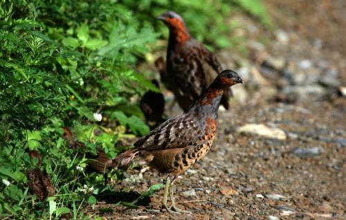 最新竹雞套，傳統與創(chuàng  )新的完美融合