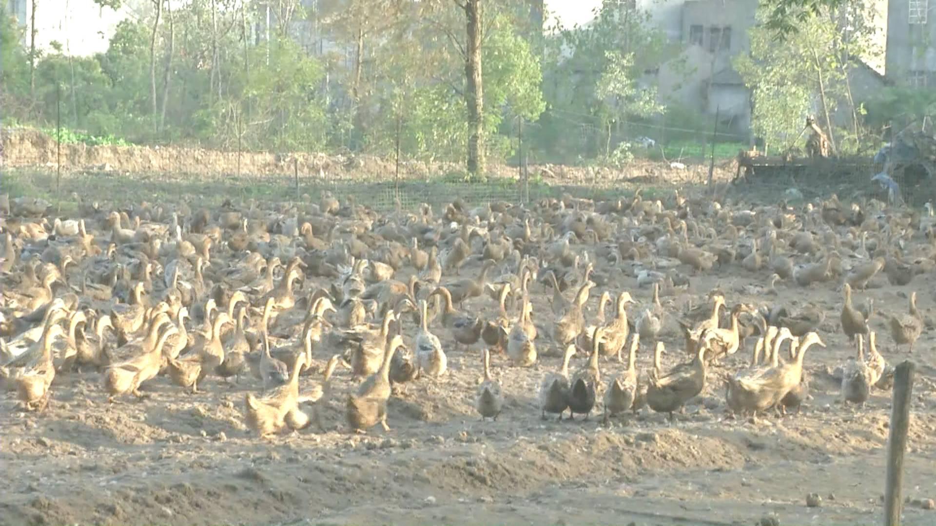 鴨蛋行情網(wǎng)，科技引領(lǐng)鴨蛋市場(chǎng)新時(shí)代