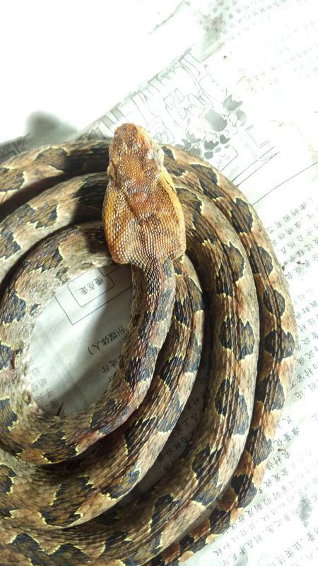 蛻變中的自信與成就，蛇的行情展望