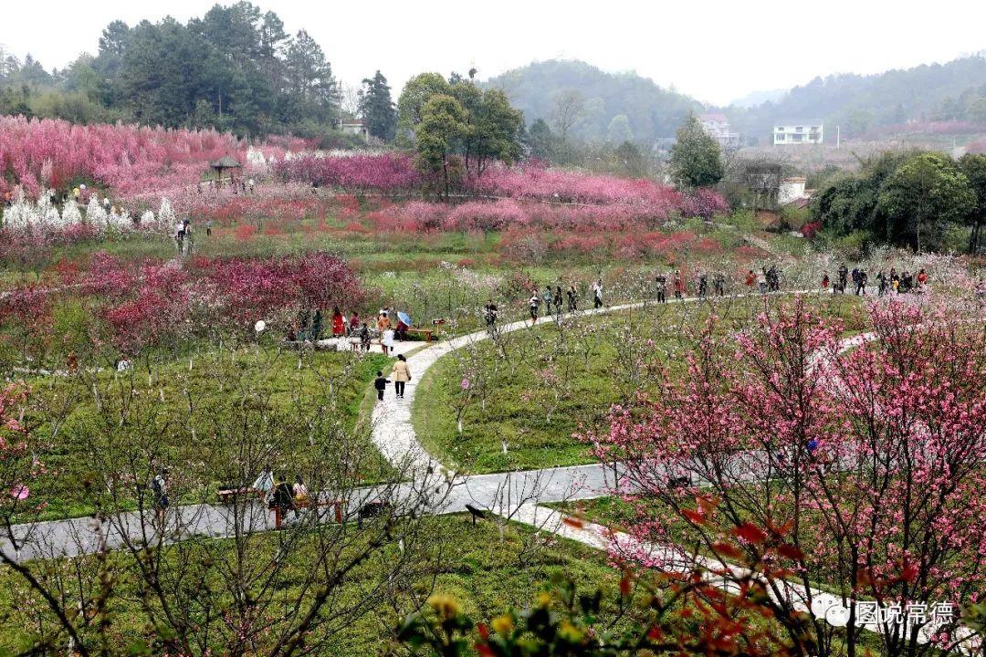 常德最新疫情動(dòng)態(tài)步驟指南，初學(xué)者與進(jìn)階用戶(hù)必讀