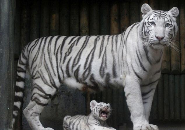 虎3最新資訊深度解析與觀(guān)點(diǎn)闡述