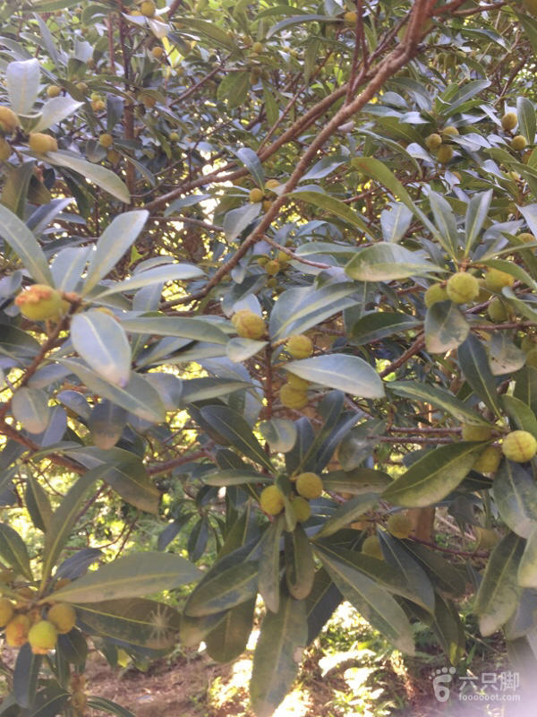 橫河大山搬遷最新動(dòng)態(tài)，力量重塑與未來(lái)希望