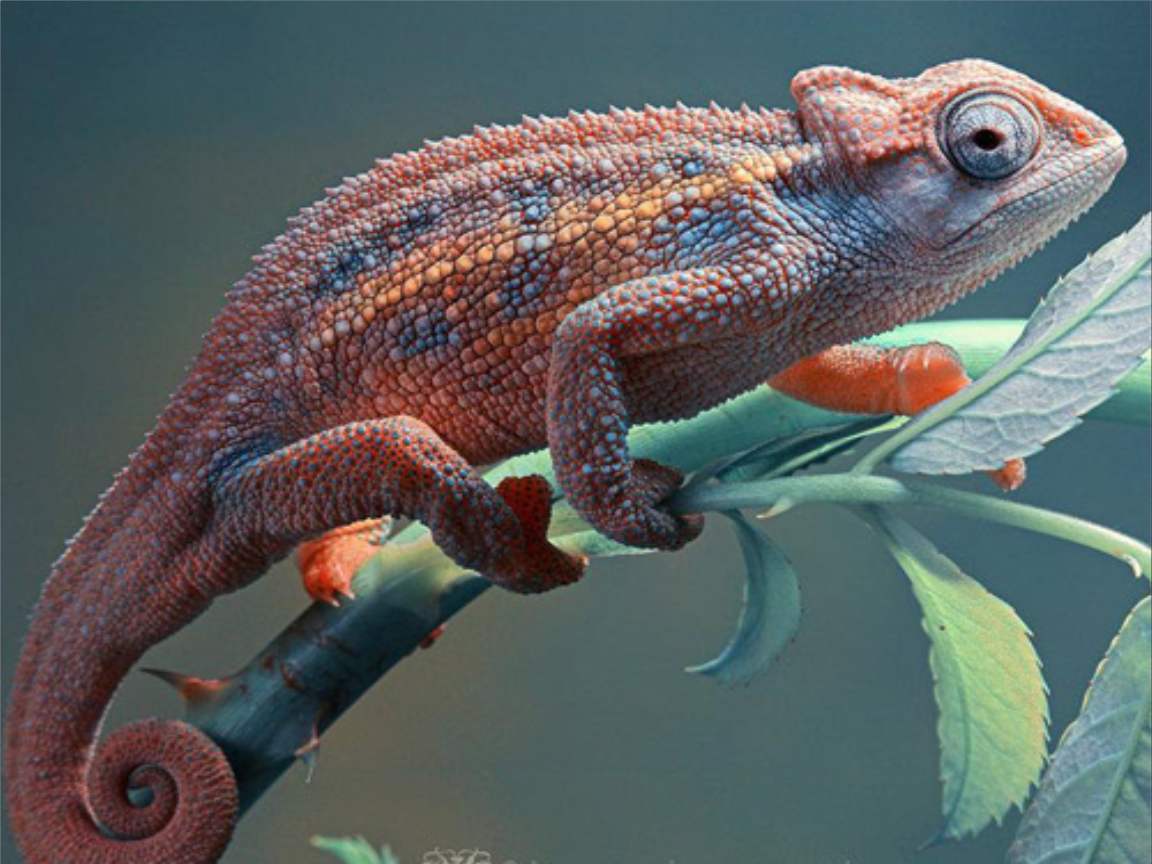 全新版變色龍，小巷中的神秘瑰寶