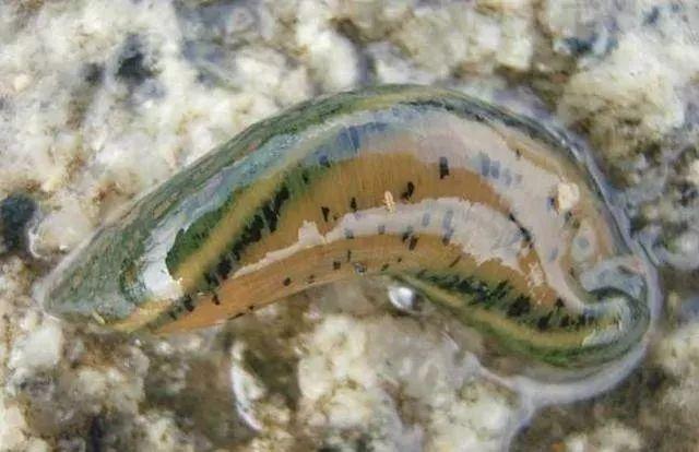 石斑魚(yú)孵化技術(shù)革新詳解，從入門(mén)到精通的孵化指南