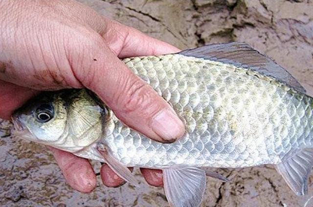 高科技智能魚(yú)探設備引領(lǐng)海洋探索新時(shí)代，最新魚(yú)訊速遞