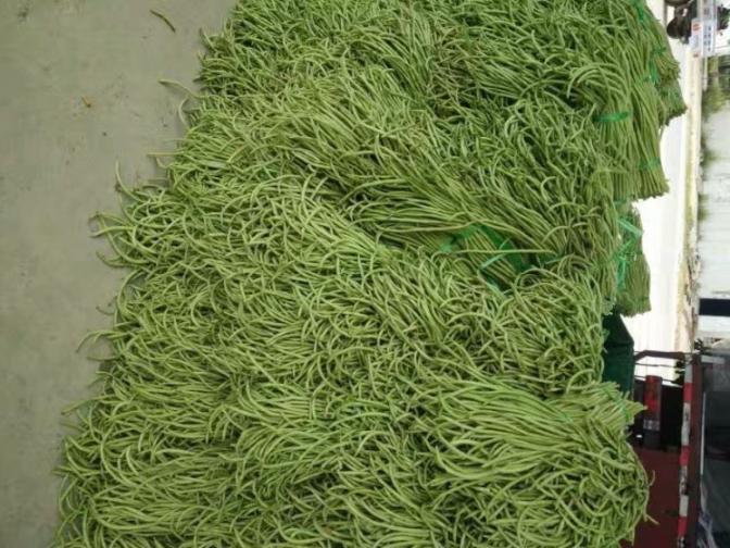 合浦豆角最新價(jià)格指南，獲取與比較豆角價(jià)格的方法及最新價(jià)格更新通知