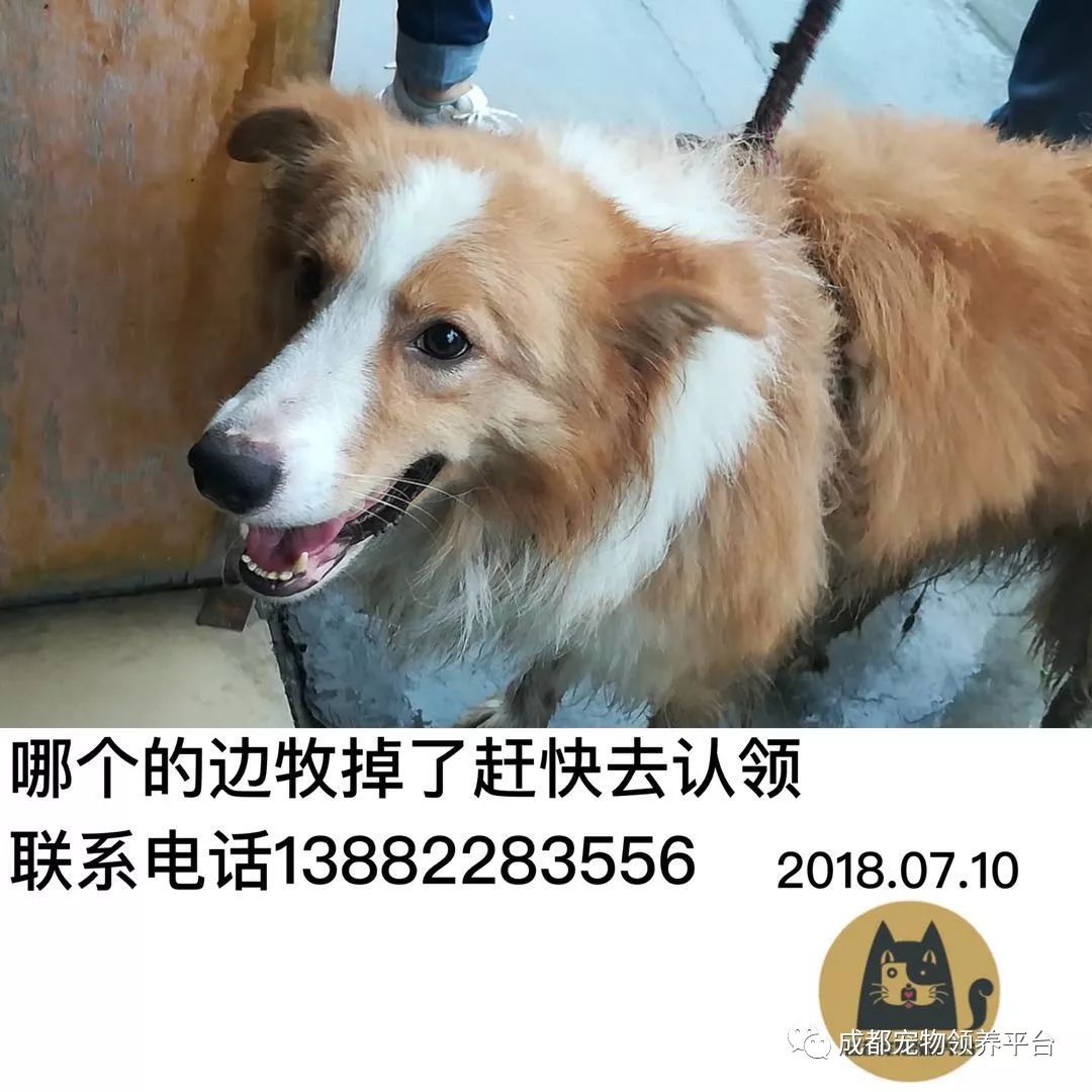 成都最新尋狗記，巷弄深處特色小店中的尋寵之旅