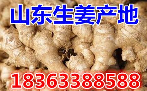 鮮姜最新價(jià)格揭秘，自然美景背后的旅行探索之旅