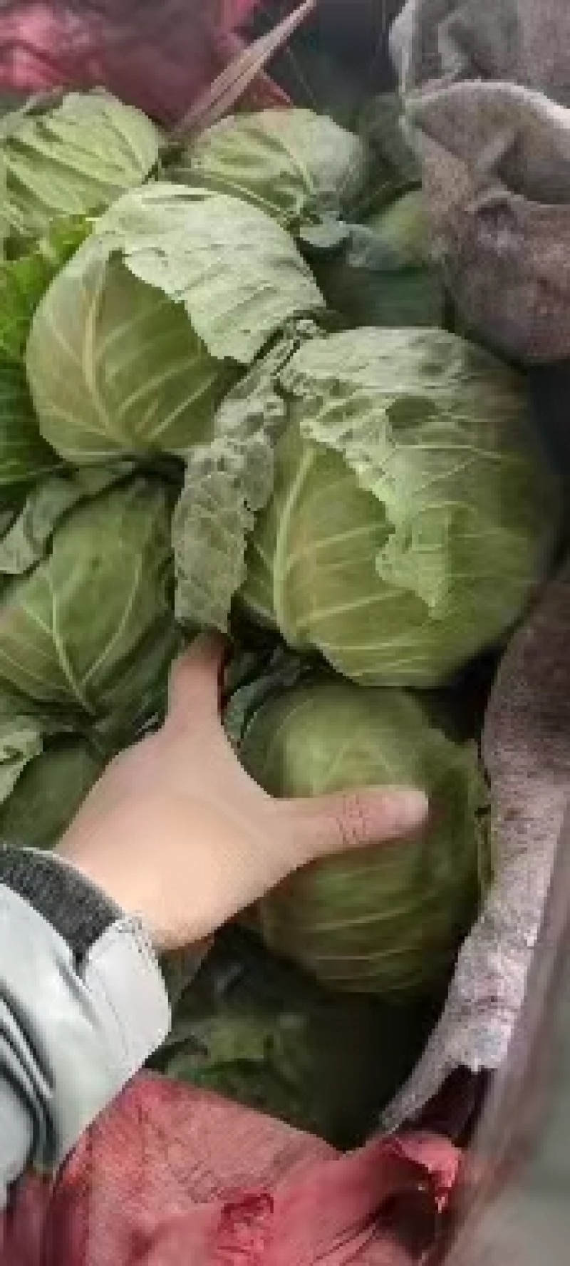 永年甘藍最新價(jià)格及市場(chǎng)走勢、種植要點(diǎn)與購買(mǎi)指南全解析