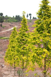 最新彩葉樹(shù)種種植與養護指南，從選種到養護一步到位！