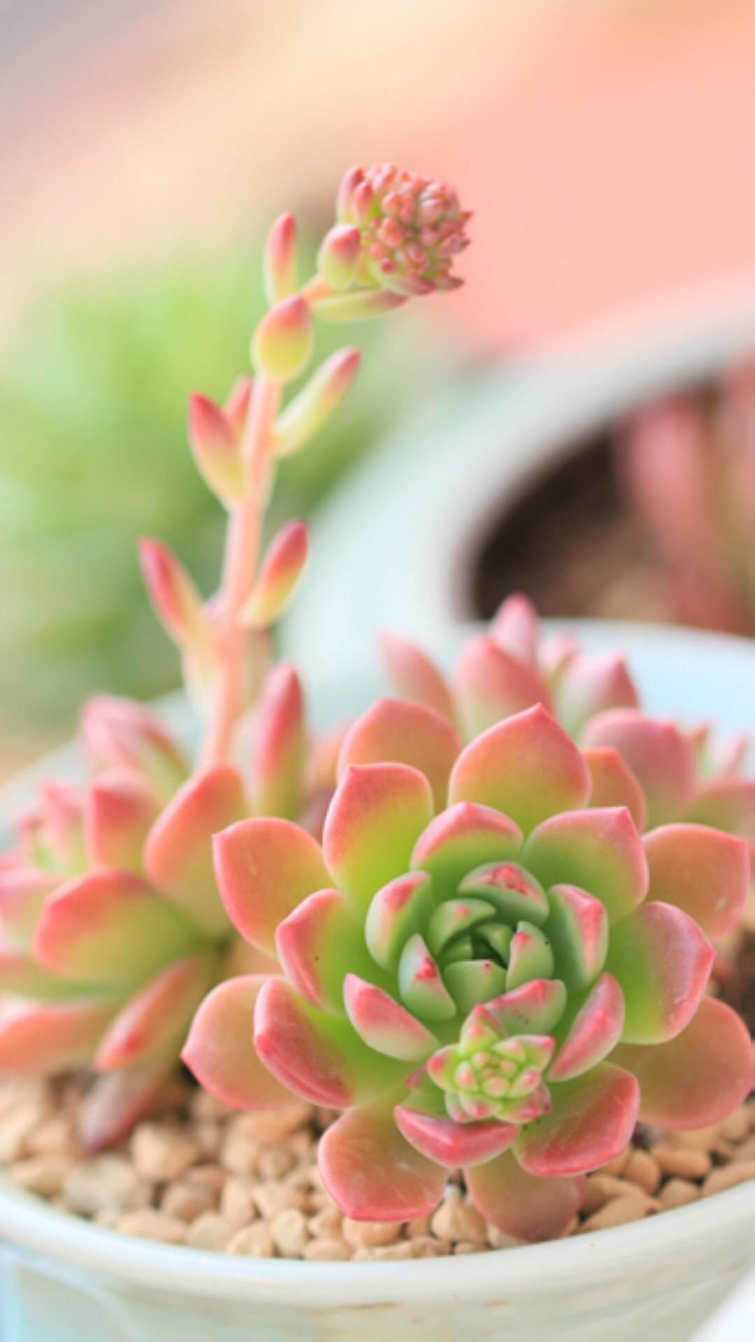 最新多肉植物，獨特的植物美學(xué)觀(guān)點(diǎn)探討