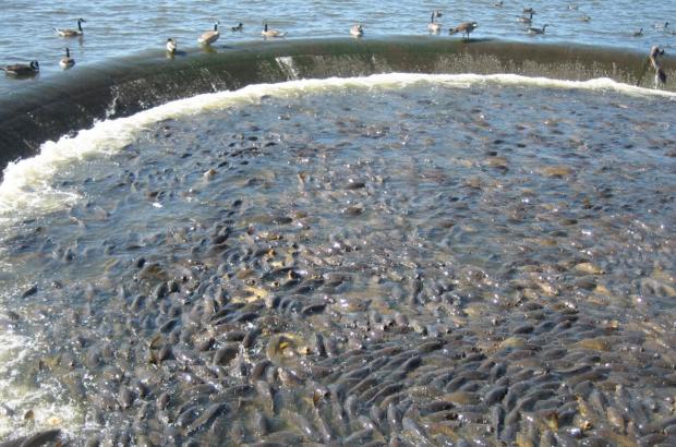 美國鯉魚(yú)成災背后秘密揭秘，鯉魚(yú)泛濫與小巷獨特小店的故事