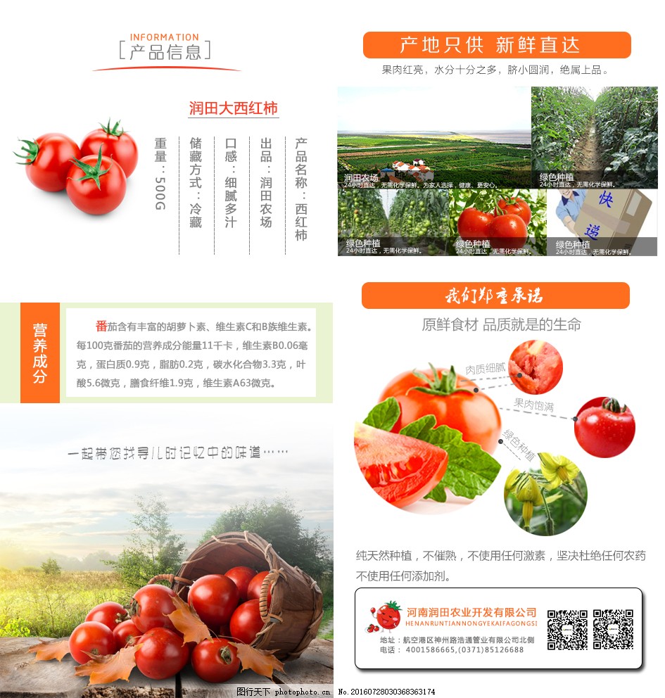 安徽西紅柿產(chǎn)地探秘，自然美景與鮮美西紅柿的邂逅之旅