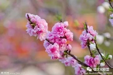 科技巔峰之作桃花開(kāi)啟未來(lái)生活新紀元，最新章節預覽
