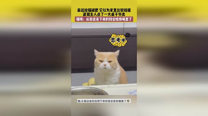 省貓任務(wù)輕松完成指南，最新技能學(xué)習與任務(wù)執行詳細步驟