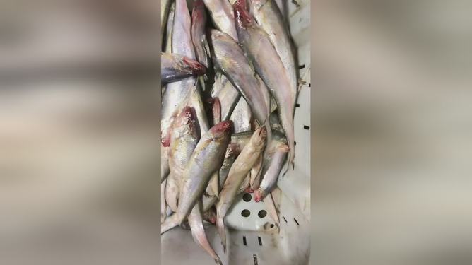 最新魚(yú)視頻，海洋生態(tài)與觀(guān)賞魚(yú)文化的精彩交融