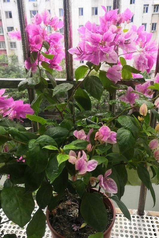 小巷深處的獨特花語(yǔ)，最新殘花之美