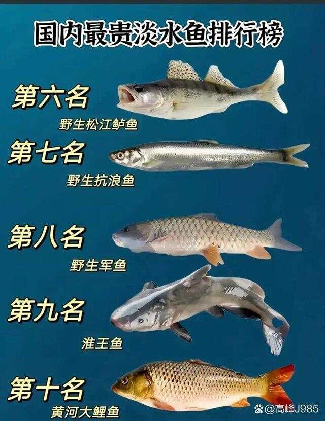 青魚(yú)國產(chǎn)最新論述，探索與解析