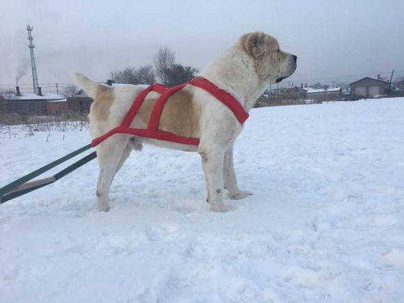 中亞犬，小巷深處的神秘秘境探索