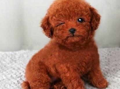 最新小鹿犬，趣事不斷，傳遞溫馨友誼與愛(ài)的小使者